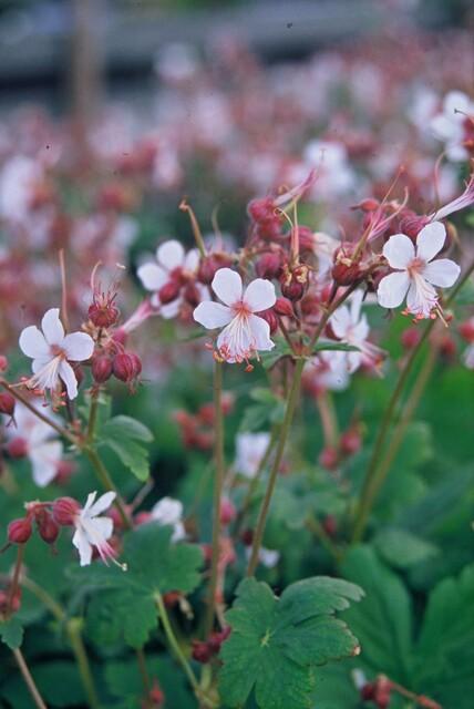 24x Geranium macr. ‘Spessart’ - Höhe 10 - 25 cm - Ø 9 cm - Wurzelwerk Design