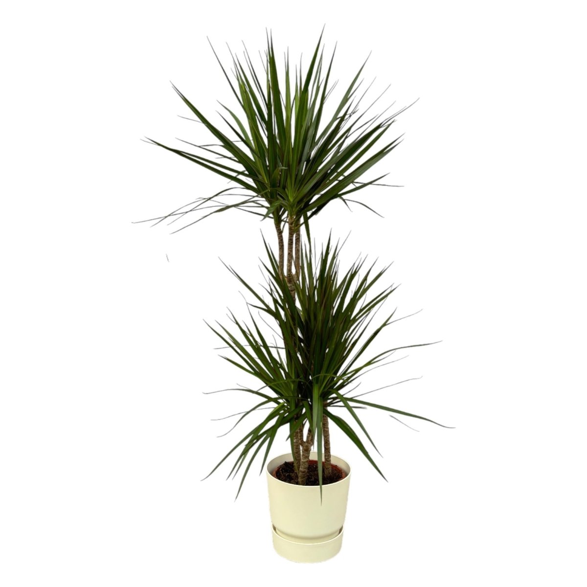 Dracaena Marginata kaufen – Drachenbaum mit Topf oder Korb - Wurzelwerk Design