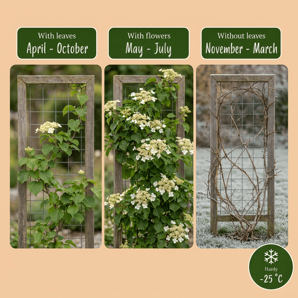 Kletterhortensie kaufen – 2 Pflanzen Hydrangea petiolaris | weiß, Ø 9 cm, Höhe 35 cm - Wurzelwerk Design