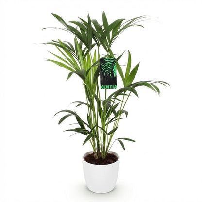 Everspring Howea Forsteriana Kentia Palme in weißem, grauem Topf oder Korb, 80-85 cm hoch, Zimmerpflanze mit grünen Blättern