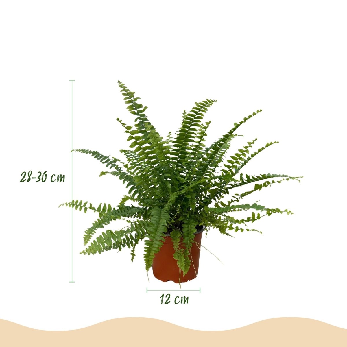 Farn kaufen | Nephrolepis exaltata Green Lady – Topf Ø 12 cm, Höhe 25 cm - Wurzelwerk Design