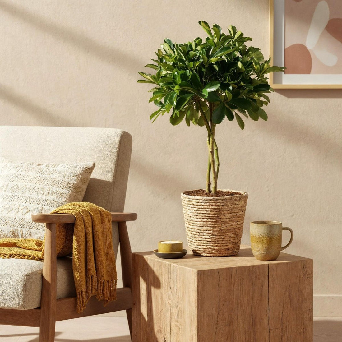 Schefflera Gold Capelle - Fingerbaum - Wenig Pflege - mit Korb - Grün - Gold - 1 Pflanze - Topf 21cm - Höhe 70 - 81cm - Wurzelwerk Design