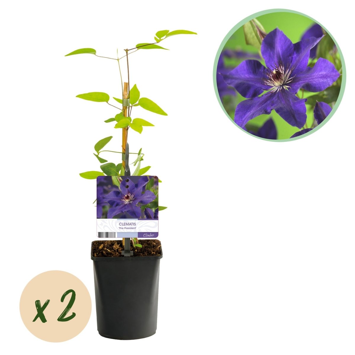 Clematis &