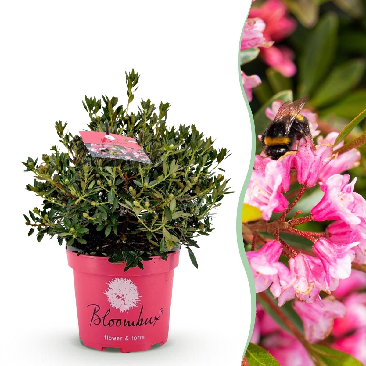 Rhododendron Bloombux Magenta kaufen | Topf Ø 23 cm, Höhe 45–55 cm - Wurzelwerk Design