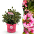 Rhododendron Bloombux Magenta kaufen | Topf Ø 23 cm, Höhe 45–55 cm - Wurzelwerk Design