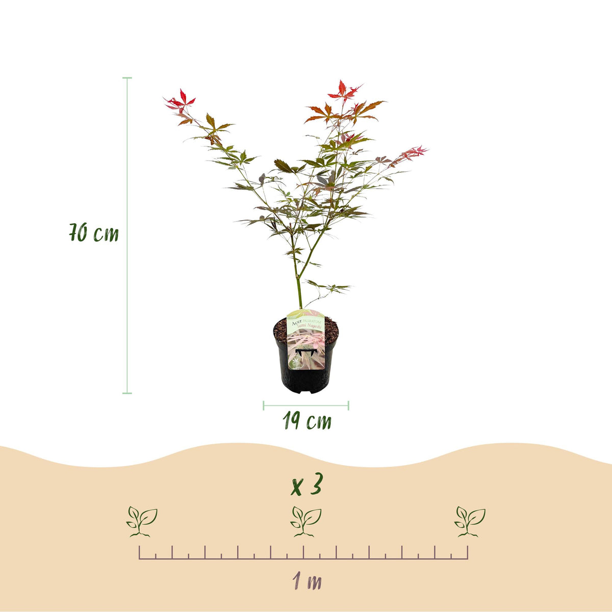 Zwei japanische Ahornbäume Acer palmatum Sumi-nagashi mit roten Blättern, topf 19cm, Höhe 70cm, laubabwerfend, von Everspring