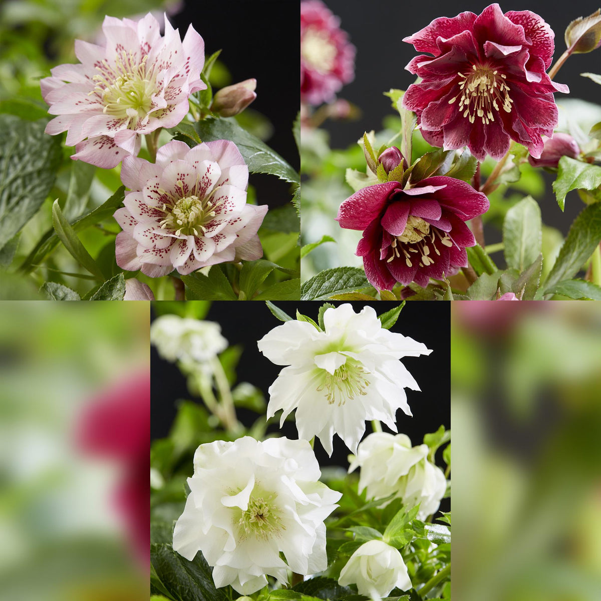 Lenzrose &