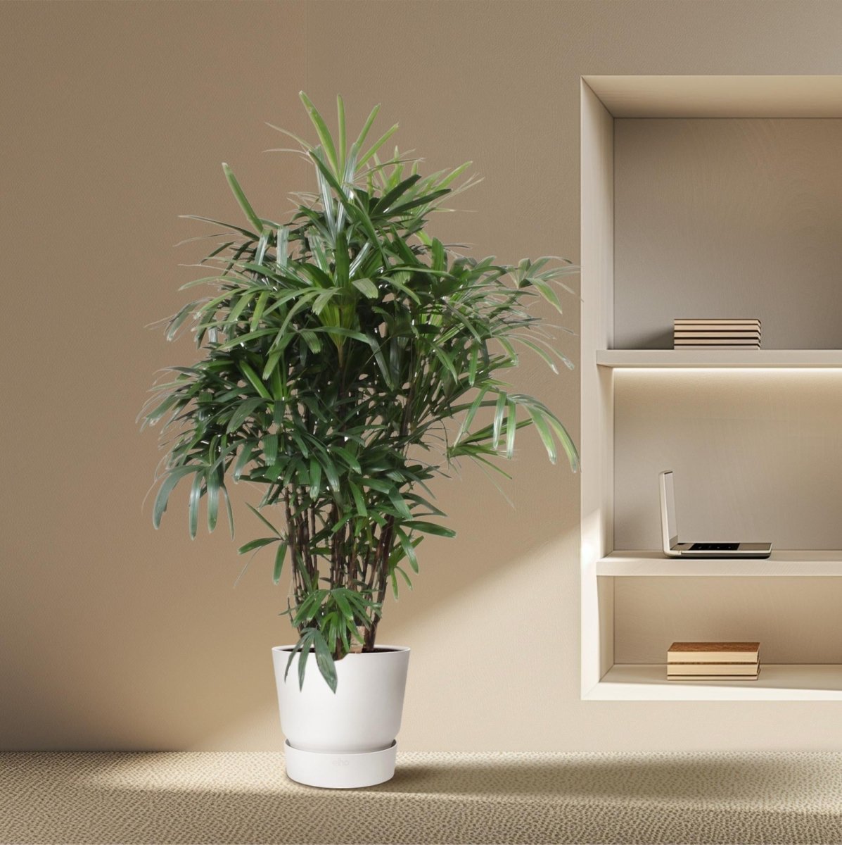 Rhapis excelsa Damenpalme 190 cm | Exklusive Premium - Palme im Ø40 cm Topf – Robust &amp; Luftreinigend - Wurzelwerk Design