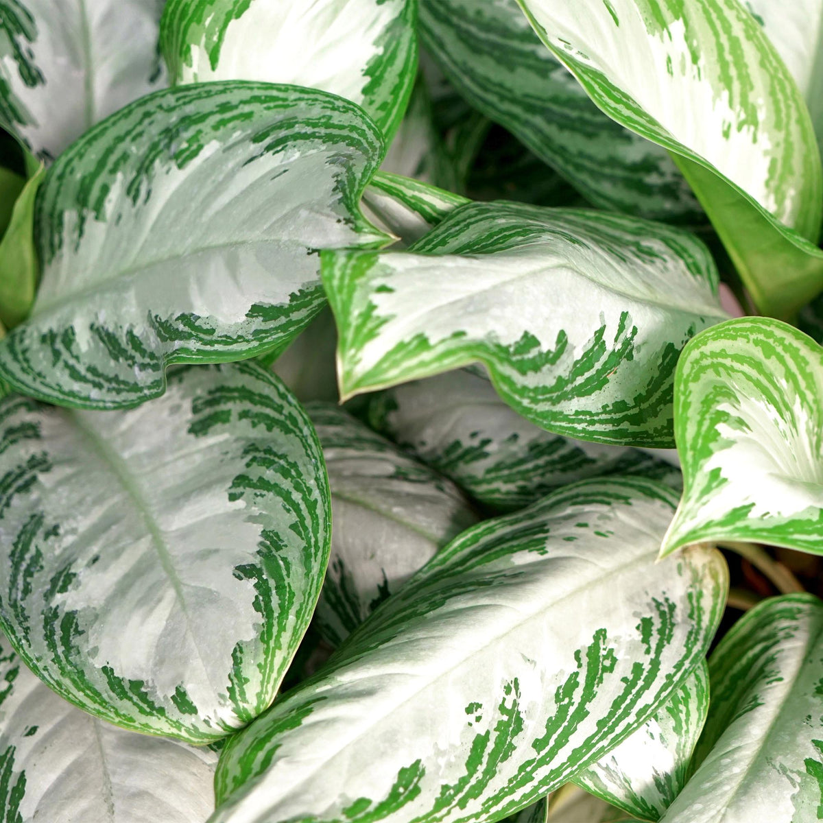 Everspring Aglaonema Silver Bay, Silberblatt Pflanze, Höhe 70-75cm mit silbergrünen Blättern, Zimmerpflanze, Thumbnail
