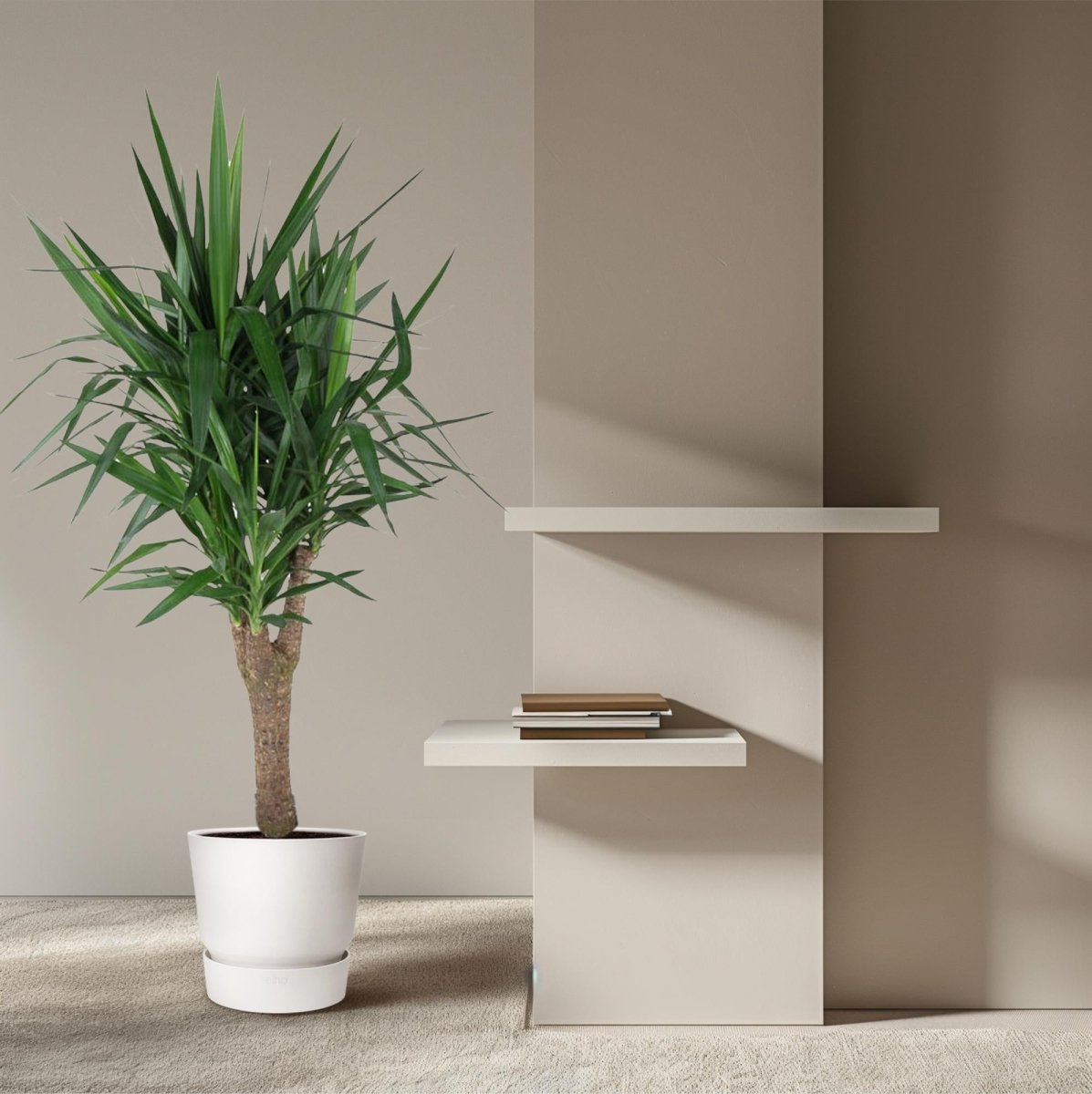 Yucca Elephantipes – Spineless Yucca für Zuhause &amp; Garten - Wurzelwerk Design