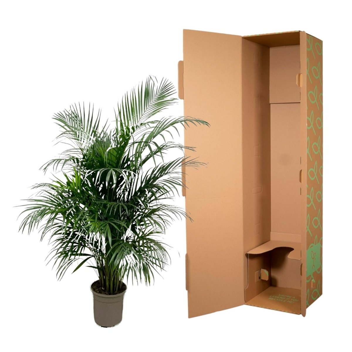Areca Palme (Dypsis lutescens) 150 cm oder 230 cm - Wurzelwerk Design