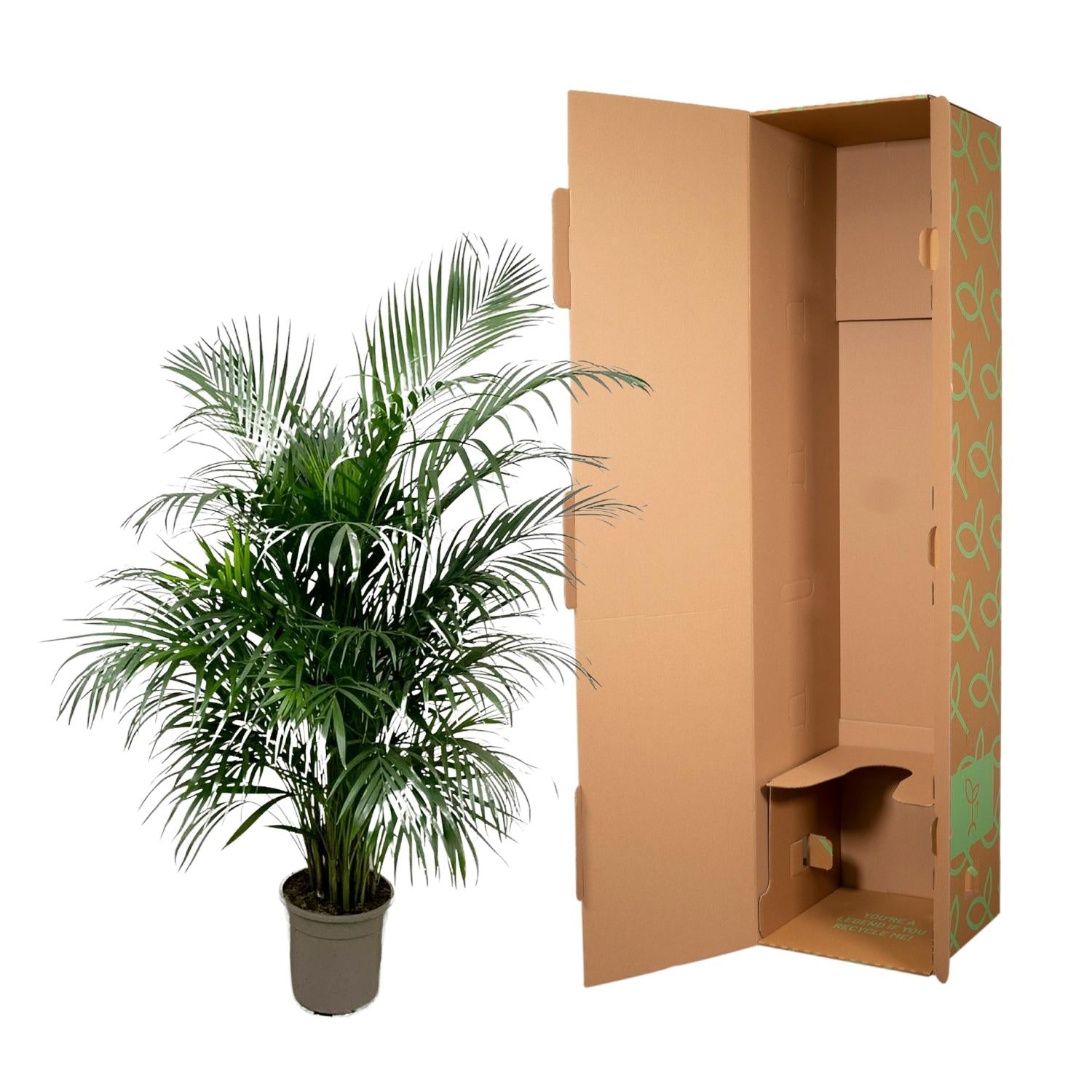 Areca Palme von Everspring, 150 cm oder 230 cm, Zimmerpflanze mit gefiederten, grünen Blättern, ideal für Wohnzimmerdekoration