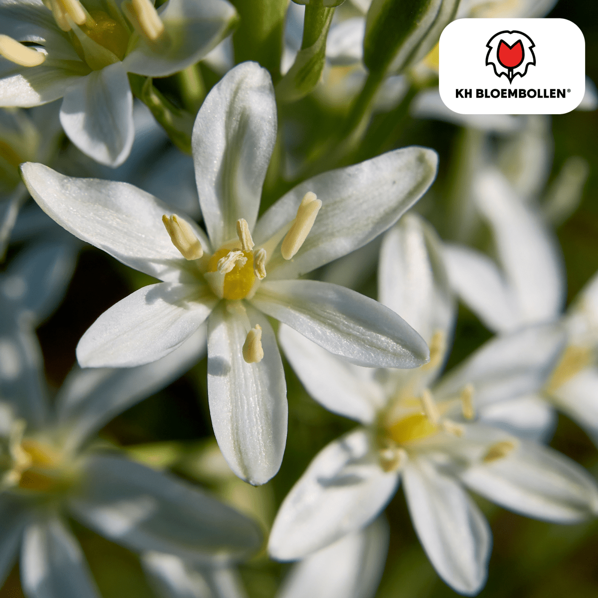 Vogelmilch (Ornithogalum) – 30 Stück | Sternenweiße Frühblüher - Wurzelwerk Design