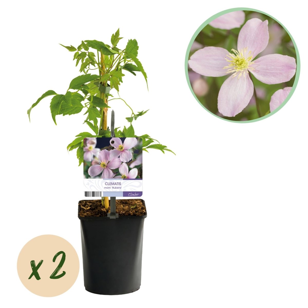 Clematis montana &