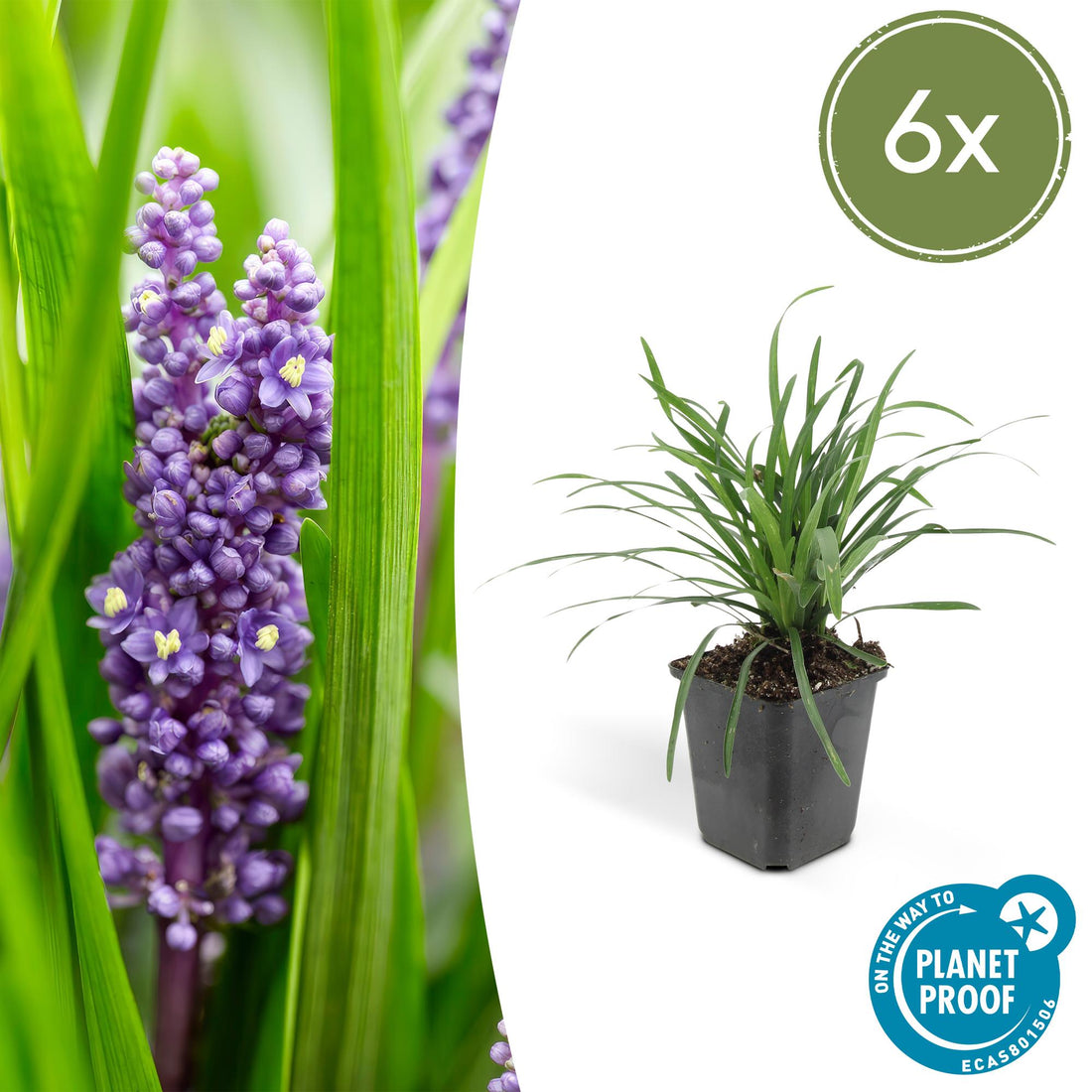 Sechs Liriope muscari &