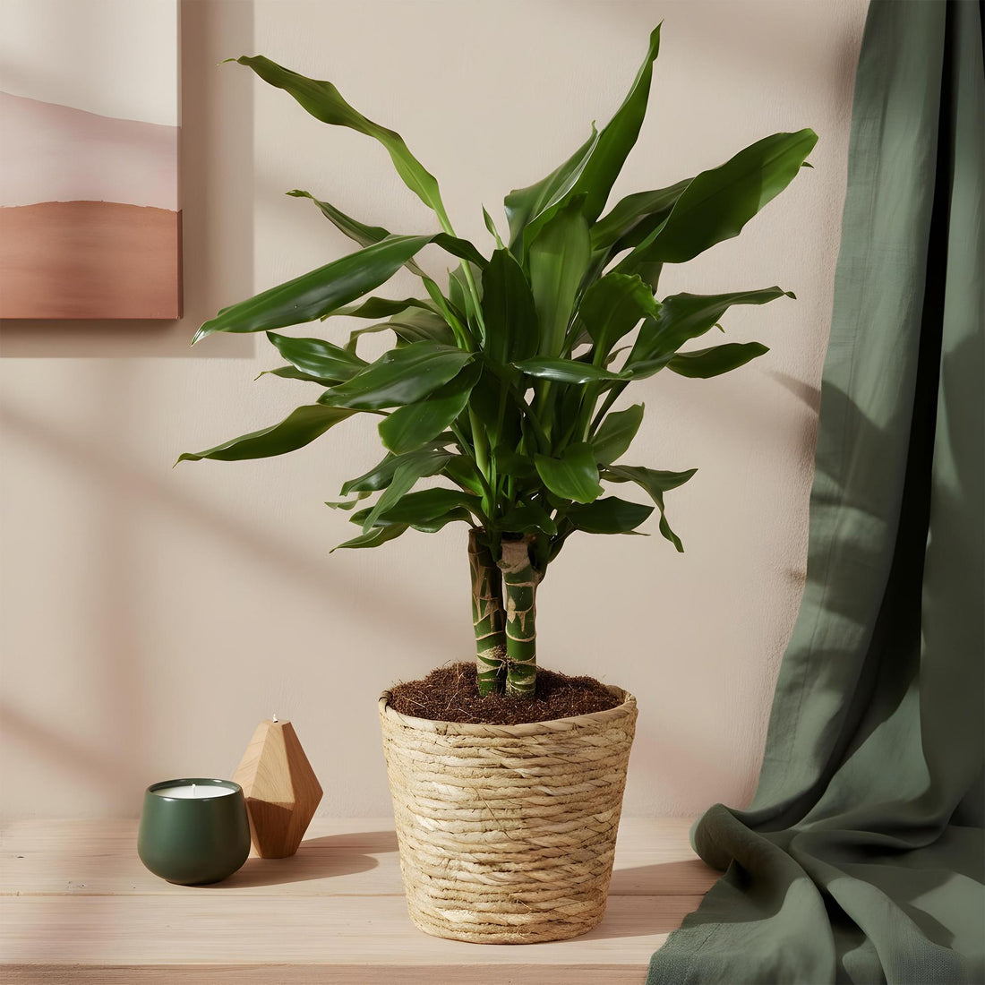 Everspring Dracaena fragrans Steudneri, Drachenblutbaum im Korb, Höhe 50-55cm, grüne Blätter, Zimmerpflanze