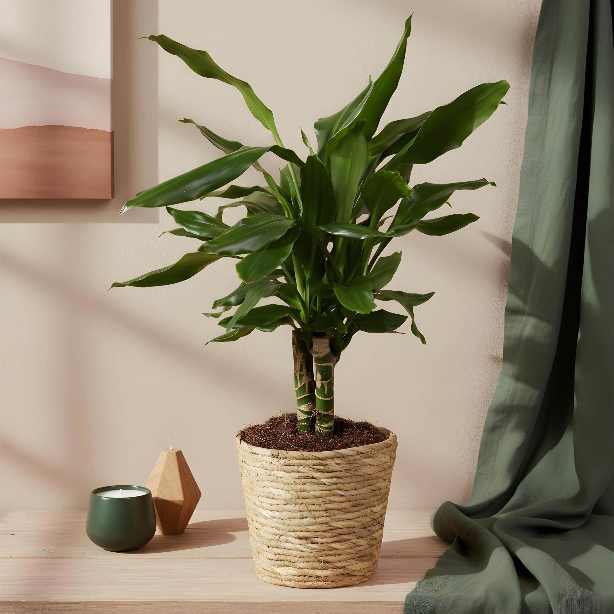 Everspring Dracaena fragrans Steudneri, Drachenblutbaum im Korb, Höhe 50-55cm, grüne Blätter, Zimmerpflanze