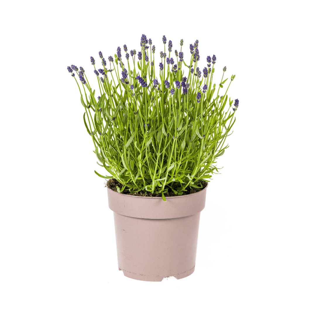 Lavandula angustifolia – Echter Lavendel Ø19 cm | Duft &amp; Bienenliebe - Wurzelwerk Design