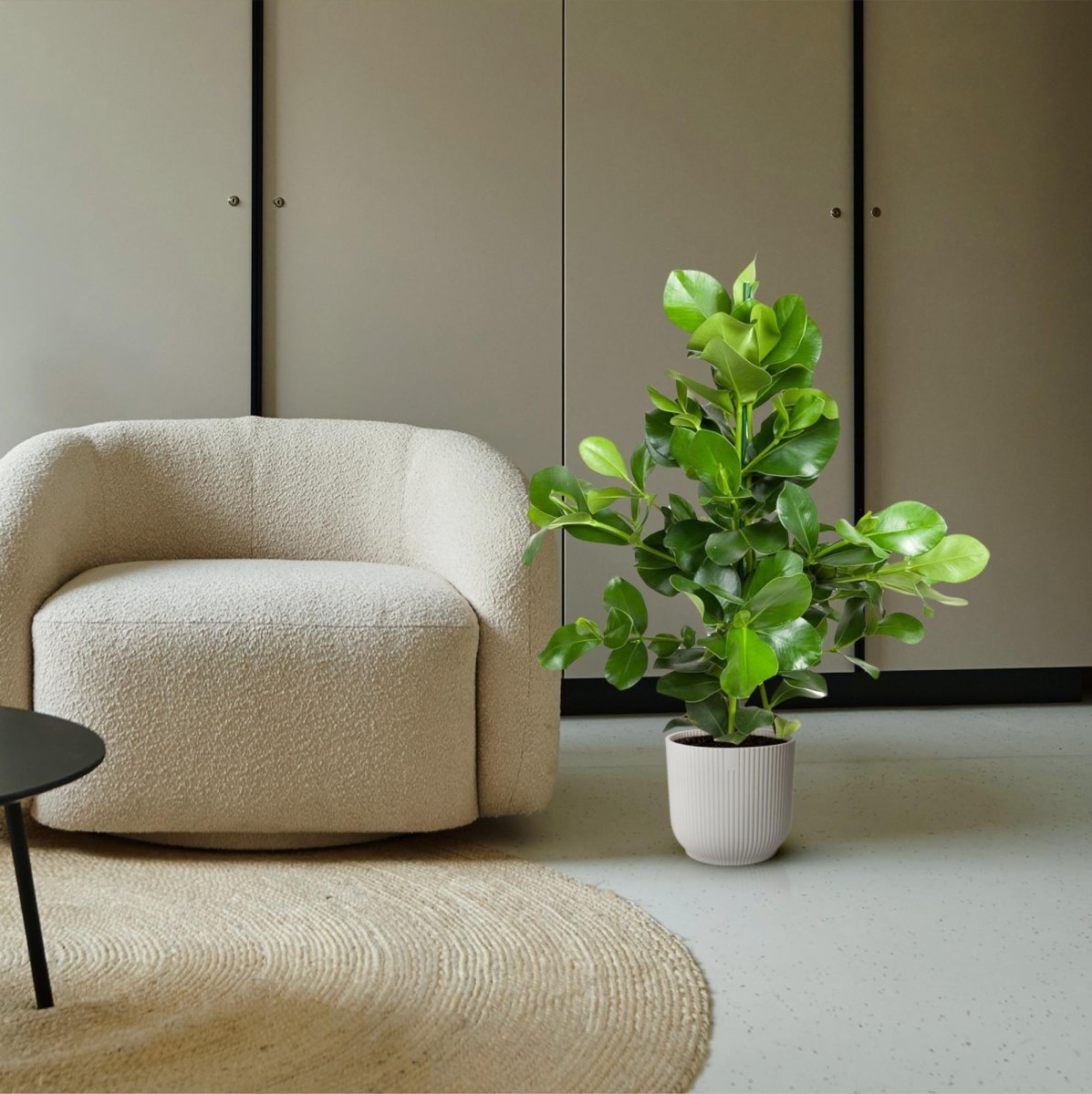 Clusia rosea 110 cm | Balsamapfel im Ø24 cm Topf – Moderne &amp; Pflegeleichte Zimmerpflanze - Wurzelwerk Design