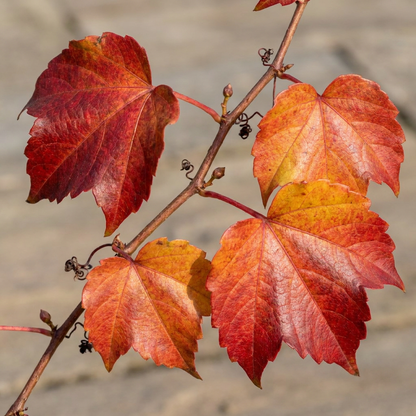 Wilder Wein &