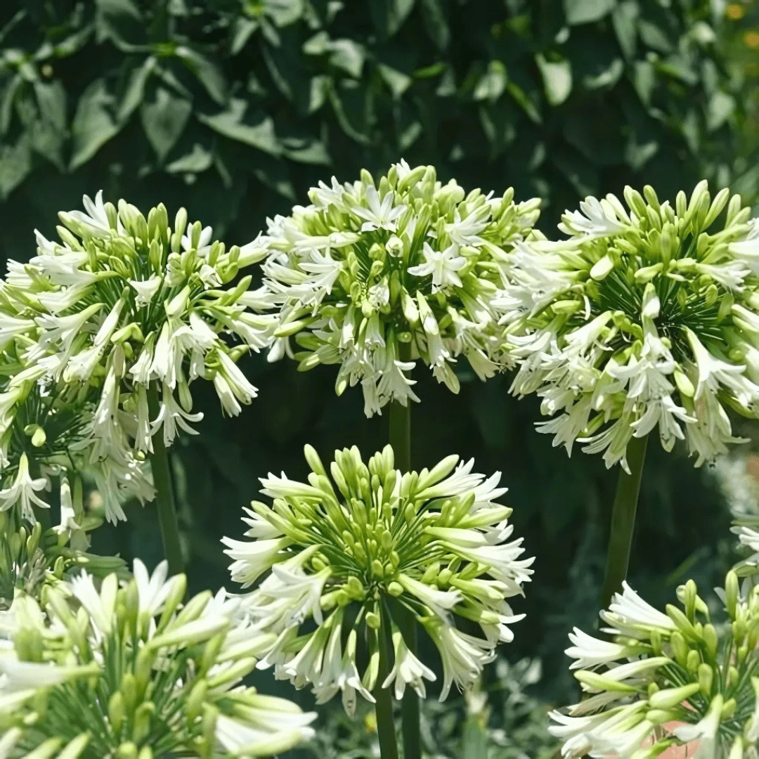 Agapanthus Everwhite kaufen | Schmucklilie – Topf Ø 23 cm - Wurzelwerk Design