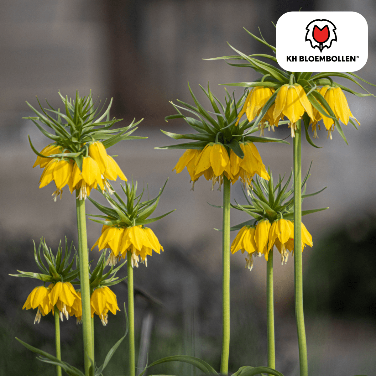 Fritillaria Lutea – 5 Stück | Gelbe Kaiserkrone für deinen Garten - Wurzelwerk Design
