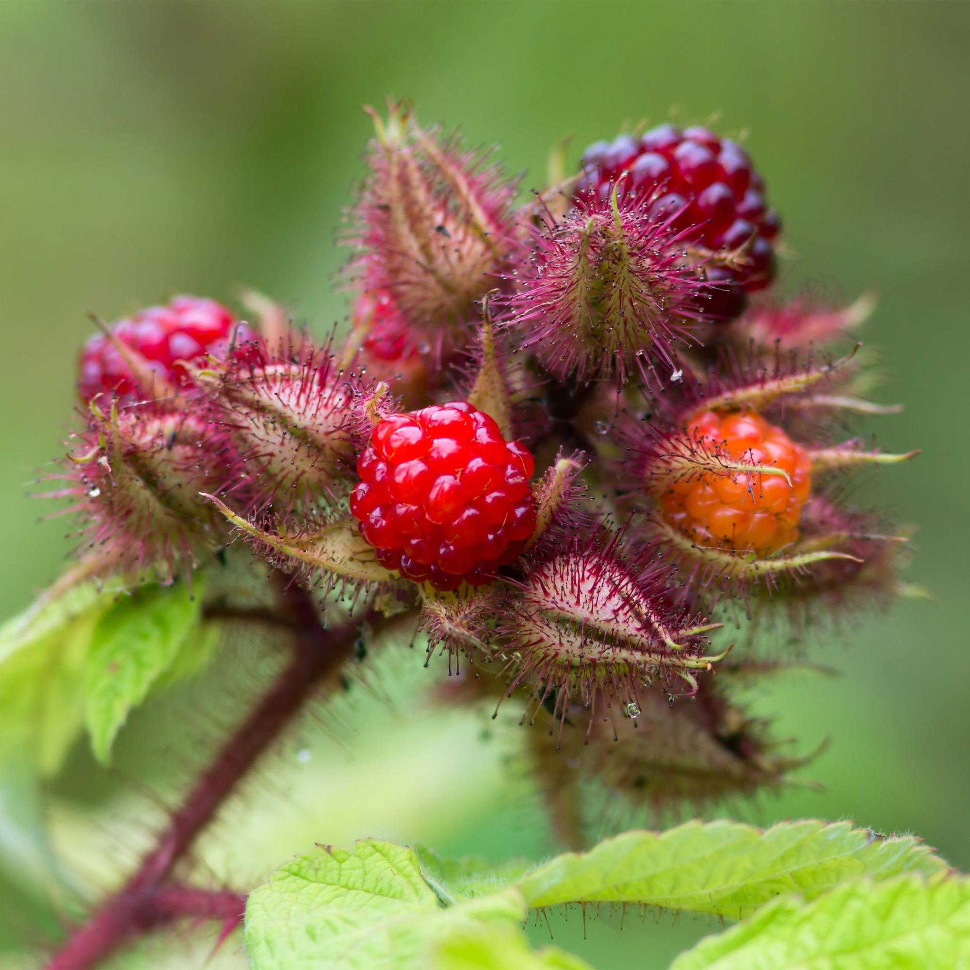 Zwei Japanische Weinbeeren (Rubus phoenicolasius) in 15 cm Töpfen, Everspring, mit grünen Blättern und roten Beeren.