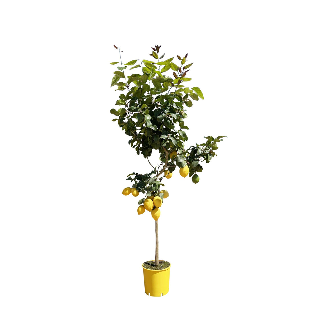 Zitronenbaum von Everspring, 150 cm hoch, mit grünen Blättern und Zitronen, in Pflanzgefäß, Nahaufnahme.