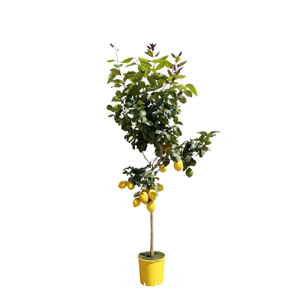 Zitronenbaum - 150 cm - Ø 24 cm - Wurzelwerk Design