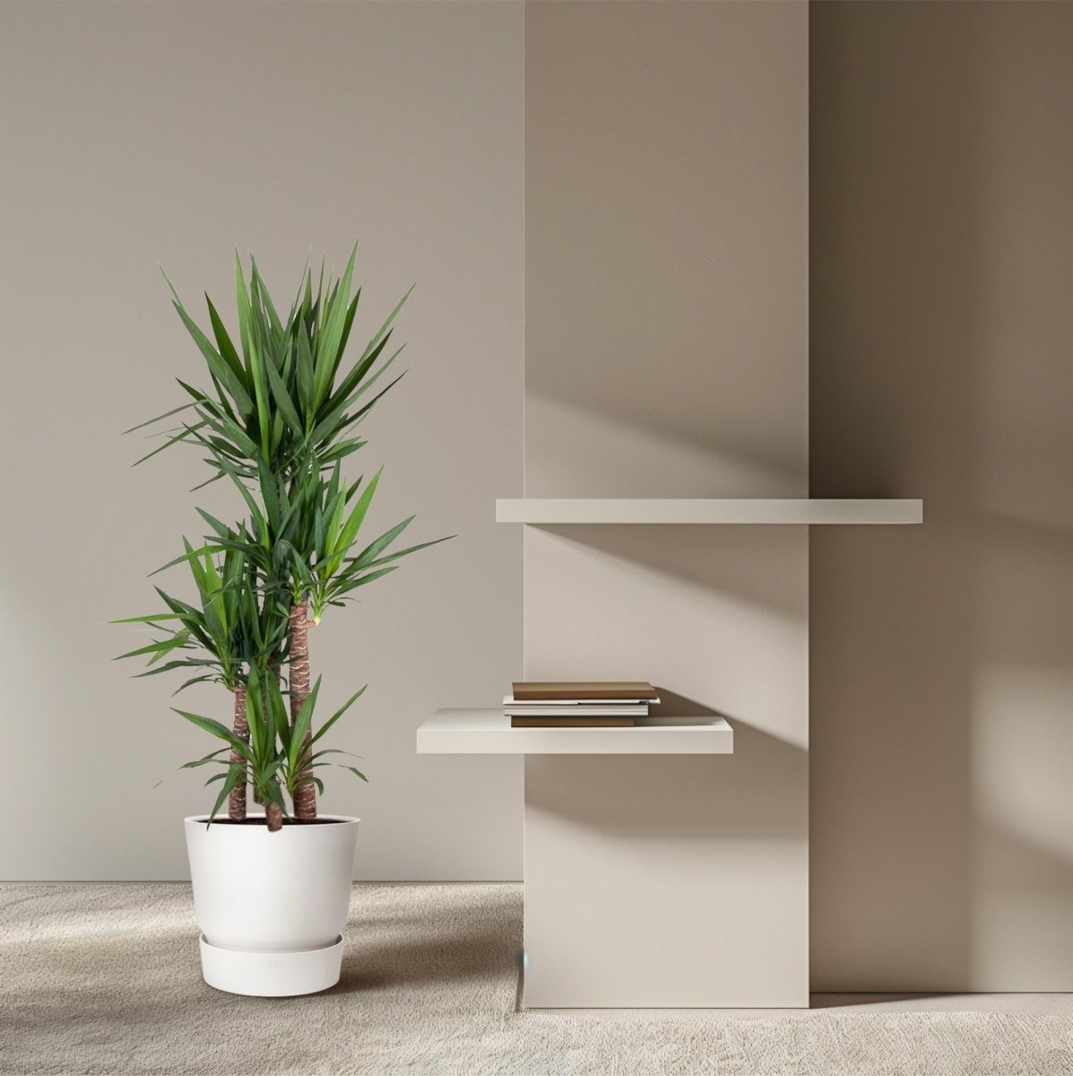 Yucca Elephantipes – Spineless Yucca für Zuhause &amp; Garten - Wurzelwerk Design