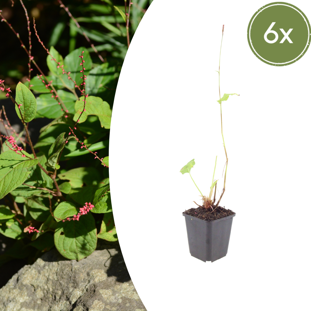 6x Persicaria a. &