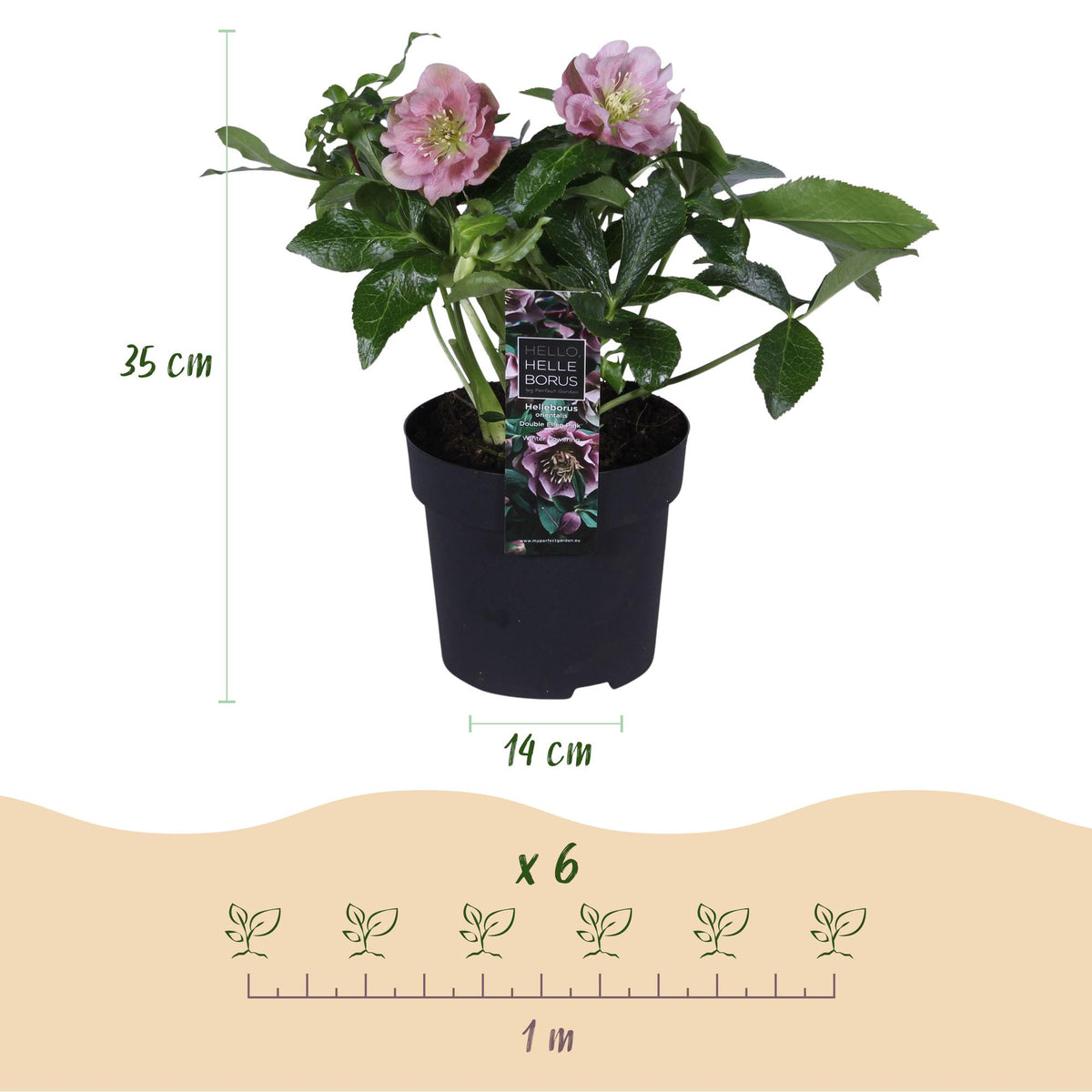 Christrose kaufen - Helleborus orientalis Double Ellen Pink - Rosa Blüte - 1 Pflanze - Immergrün - Topf 14cm Höhe 35cm