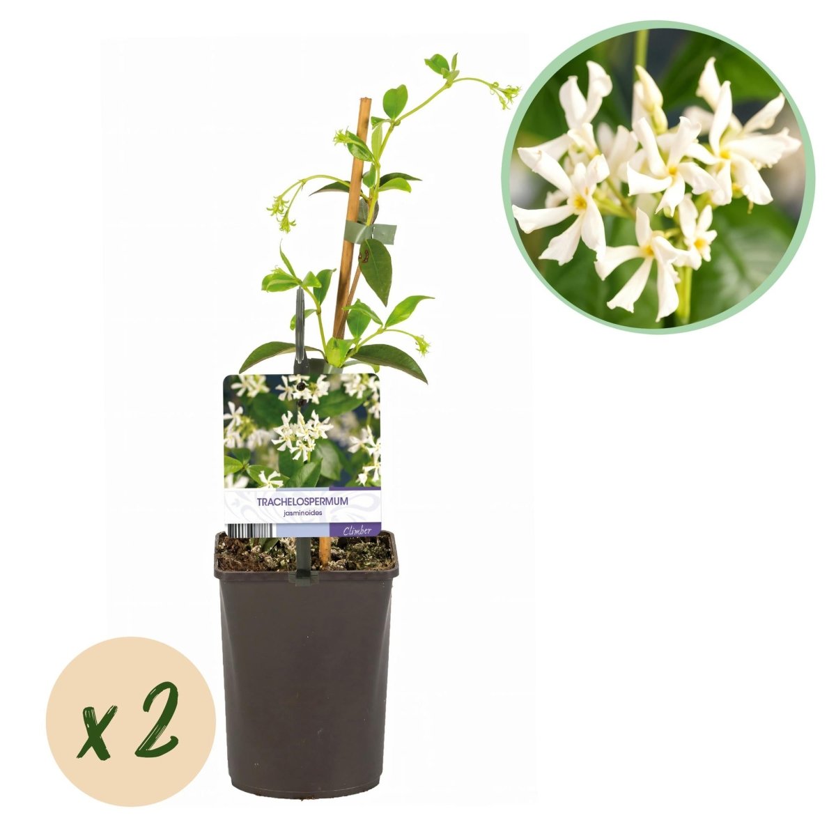 Toskanischer Jasmin - Trachelospermum jasminoides - Blüte Weiß - Immergrün - 2 Pflanzen - Wurzelwerk Design