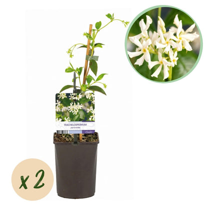 Toskanischer Jasmin - Trachelospermum jasminoides - Blüte Weiß - Immergrün - 2 Pflanzen - Wurzelwerk Design