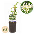 Toskanischer Jasmin - Trachelospermum jasminoides - Blüte Weiß - Immergrün - 2 Pflanzen - Wurzelwerk Design