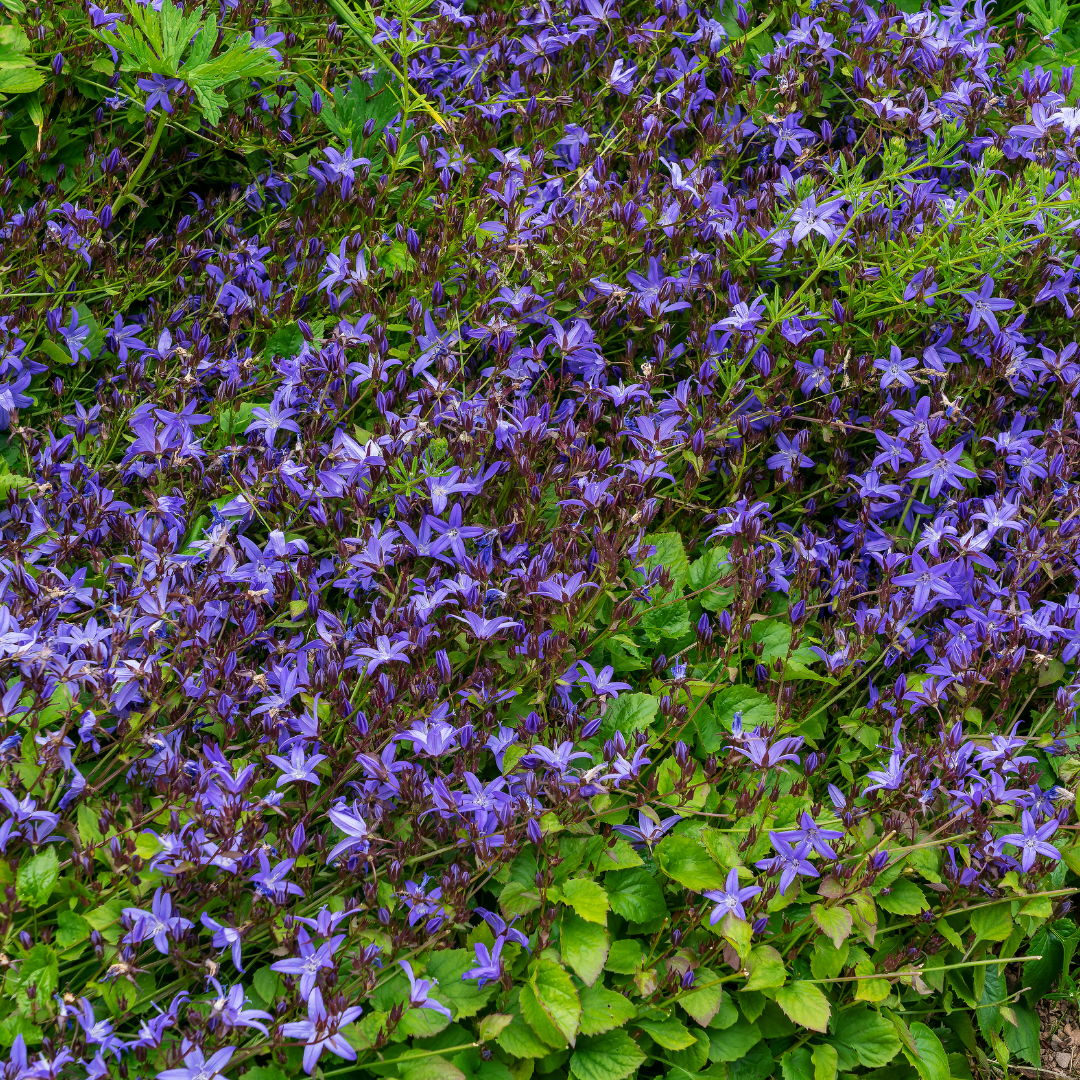 6x Campanula poscharskyana - Höhe 10 - 25 cm - Ø 9 cm - Wurzelwerk Design