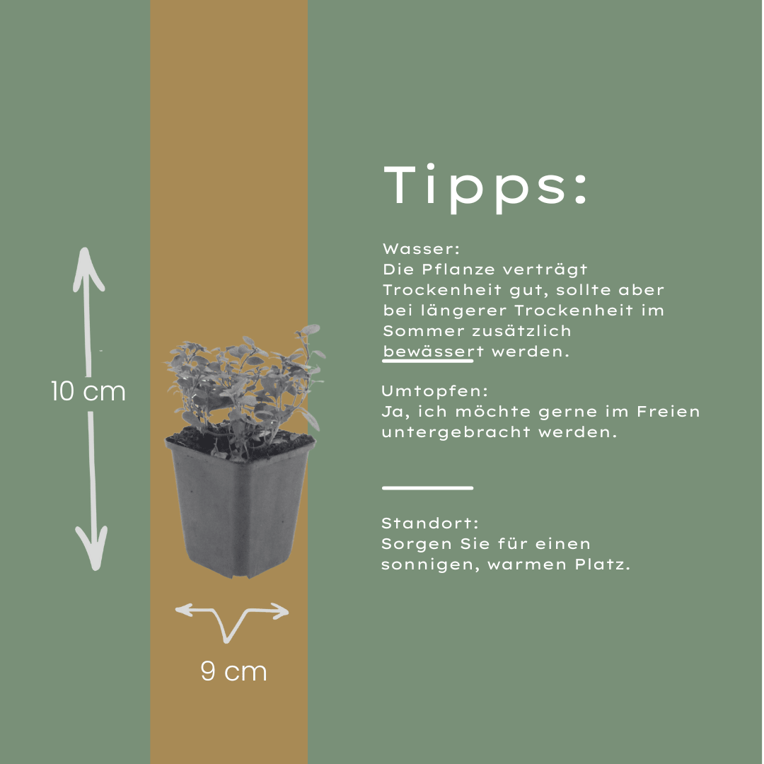 6x Origanum laevigatum &