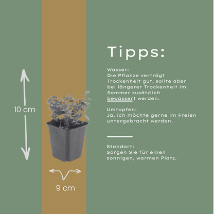 6x Origanum laevigatum &
