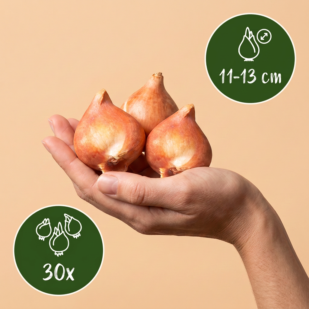 Gefüllte Tulpe Rosa – Tulipa Double Pink online kaufen | 24 bis 96 Blumenzwiebeln, gefüllt &amp; päonienartig – Wurzelwerk Design