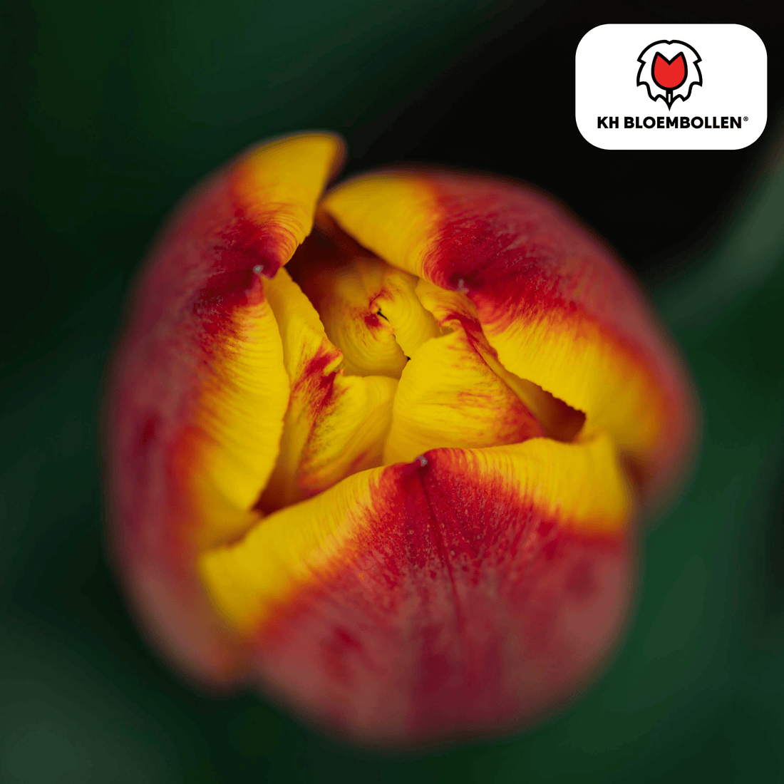Gefüllte, feurig-orange Tulpenzwiebeln im 20er-Pack von Everspring, frisch und bereit für den Garten.