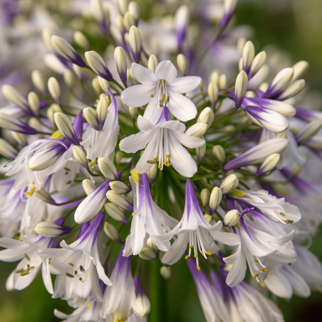 Agapanthus Fireworks kaufen | Schmucklilie – Topf Ø 23 cm - Wurzelwerk Design