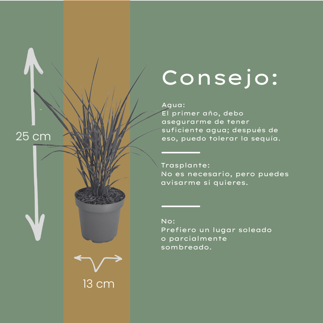 Zebragras kaufen | 3× Miscanthus sinensis Zebrinus, Ø 12 cm