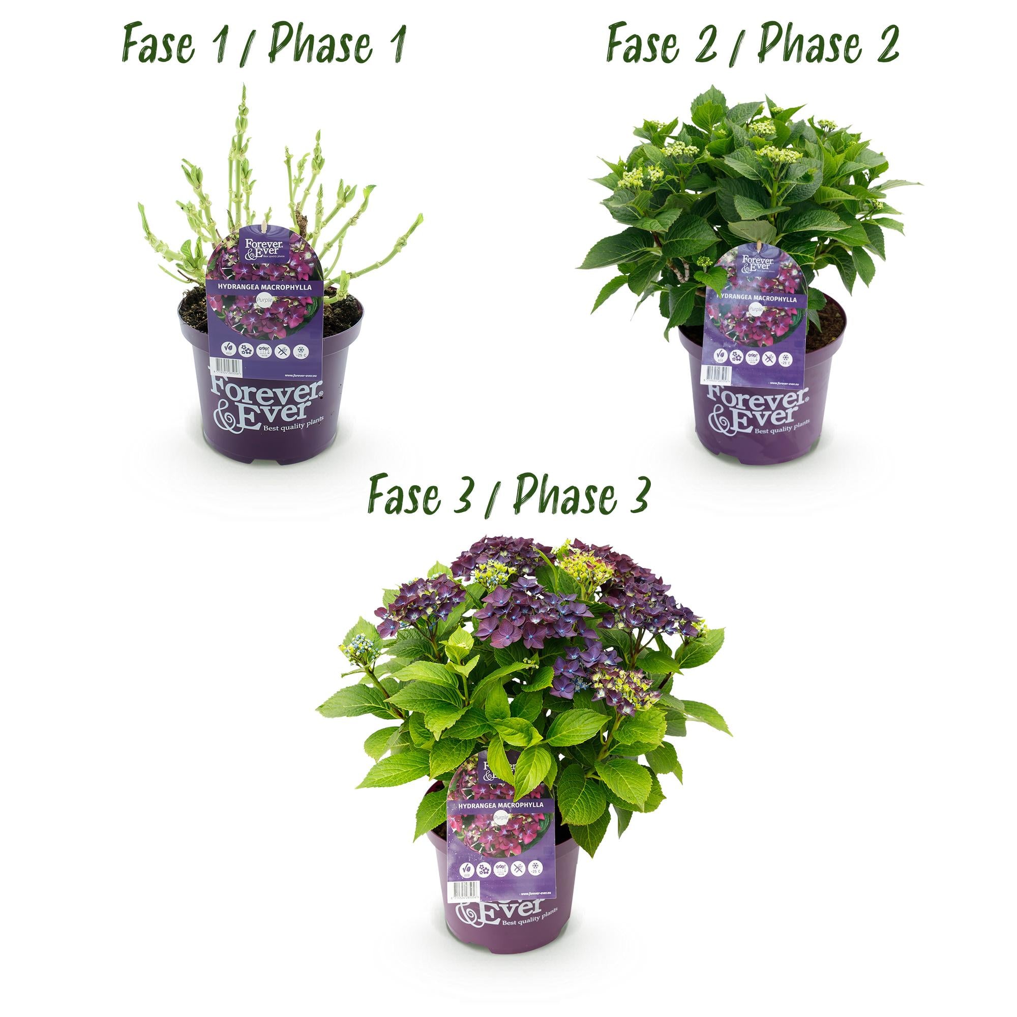 Lila Hortensie Hydrangea Forever &amp; Ever von Everspring im Topf, 7-12 Blüten, Höhe 55cm, Pflanzenfoto