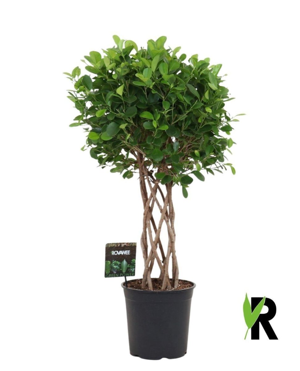 Ficus Moclame geflochtener Zylinder - 120 cm - Wurzelwerk Design