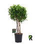 Ficus Moclame geflochtener Zylinder - 120 cm - Wurzelwerk Design