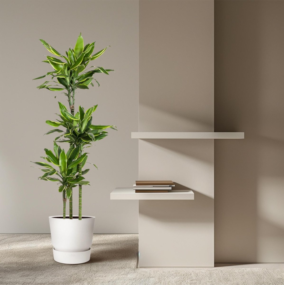 Dracaena Golden Coast 140 - 200 cm – Pflegeleicht &amp; luftreinigend - Wurzelwerk Design