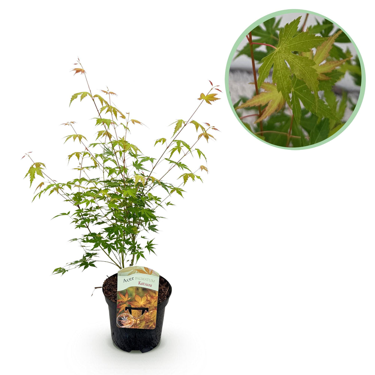 Japanischer Ahorn Acer palmatum Katsura mit orangefarbenem Laub, topfbereit, etwa 70cm hoch, laubabwerfende Pflanze von Everspring