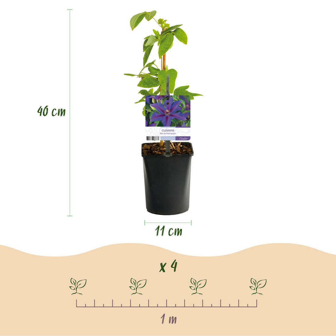 Kletterpflanze - Clematis Mrs. N. Thompson - Blüte Rosa - Wenig Pflege - 2 Pflanzen - Topf 11cm Höhe 40cm