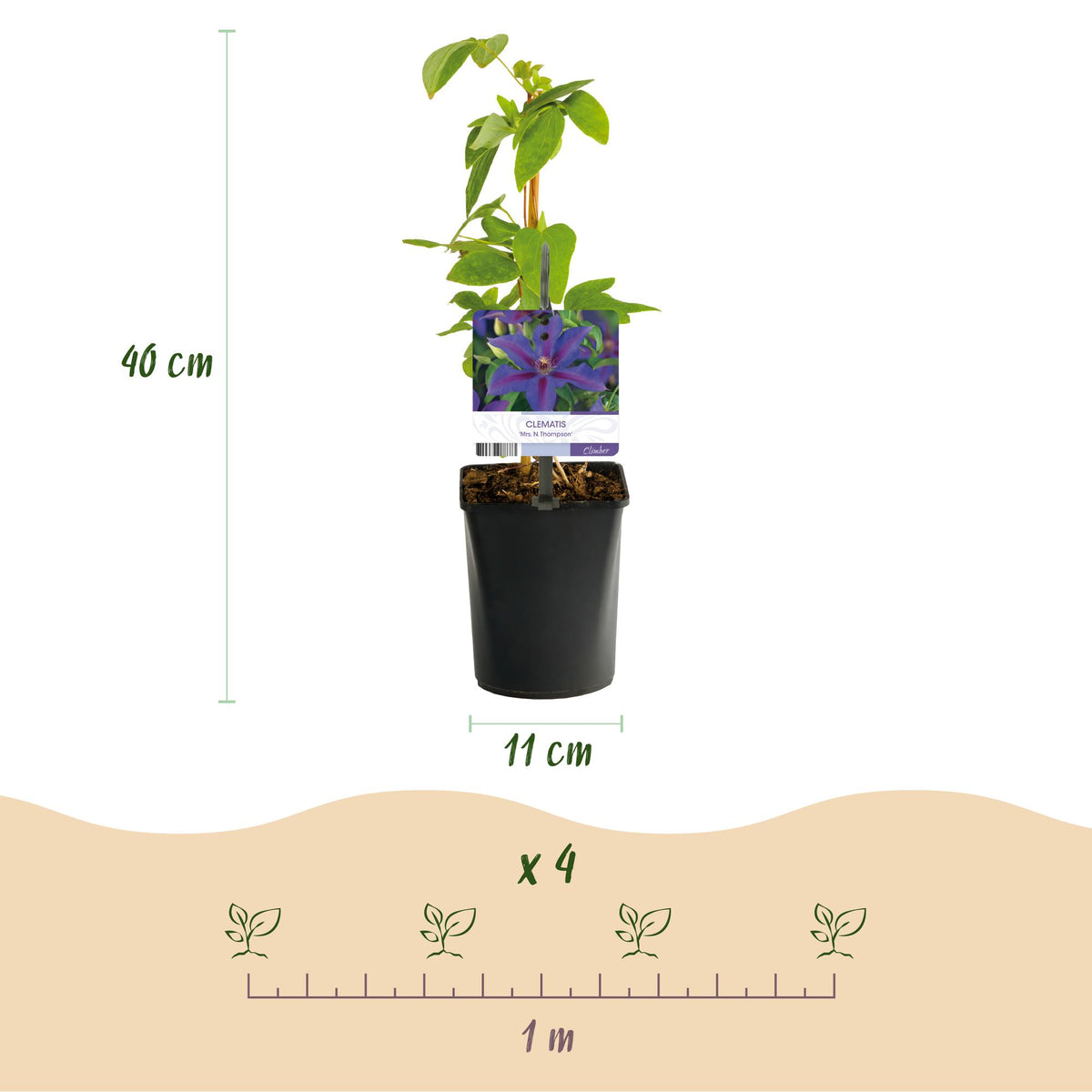 Zwei Clematis Mrs. N. Thompson Kletterpflanzen mit rosa Blüten, Topf 11 cm, Höhe 40 cm, wenig Pflege, von Everspring