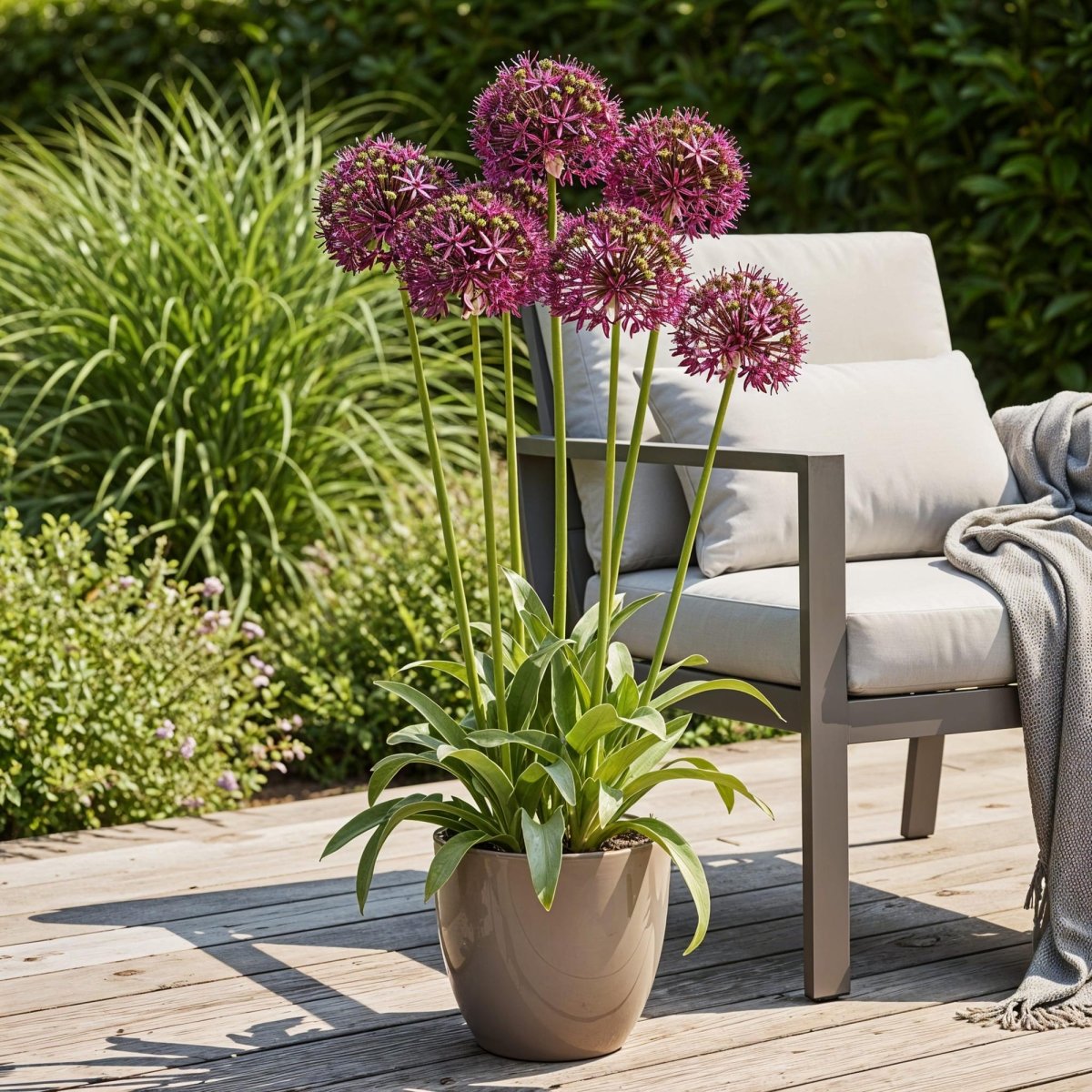 Allium Miami Blumenzwiebeln | 15 Stück Lila – Zwiebelgröße 10/11 – XXL Pack - Wurzelwerk Design